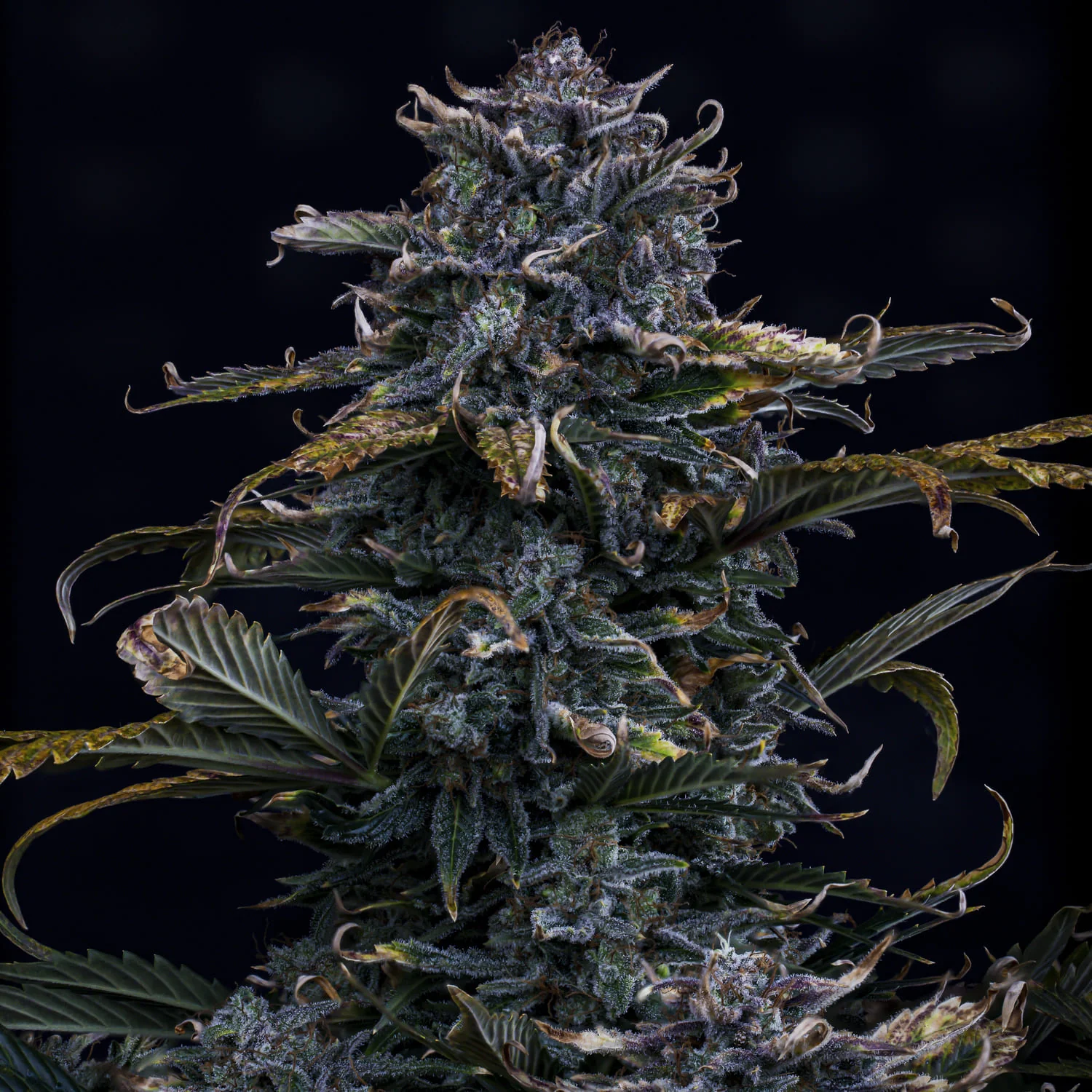 4 Assed Monkey - Image 4