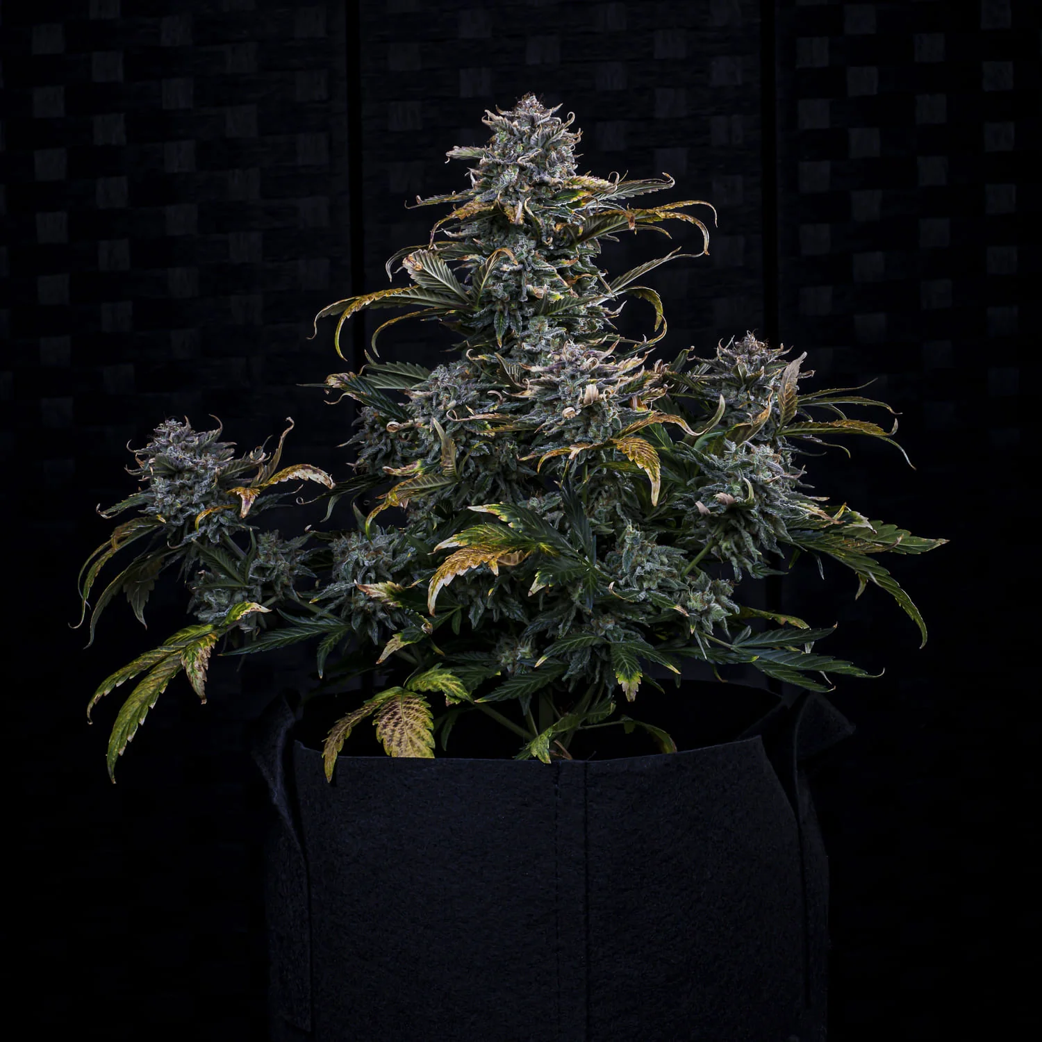 4 Assed Monkey - Image 5