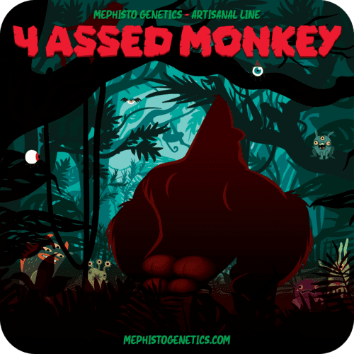 4 Assed Monkey - Image 6