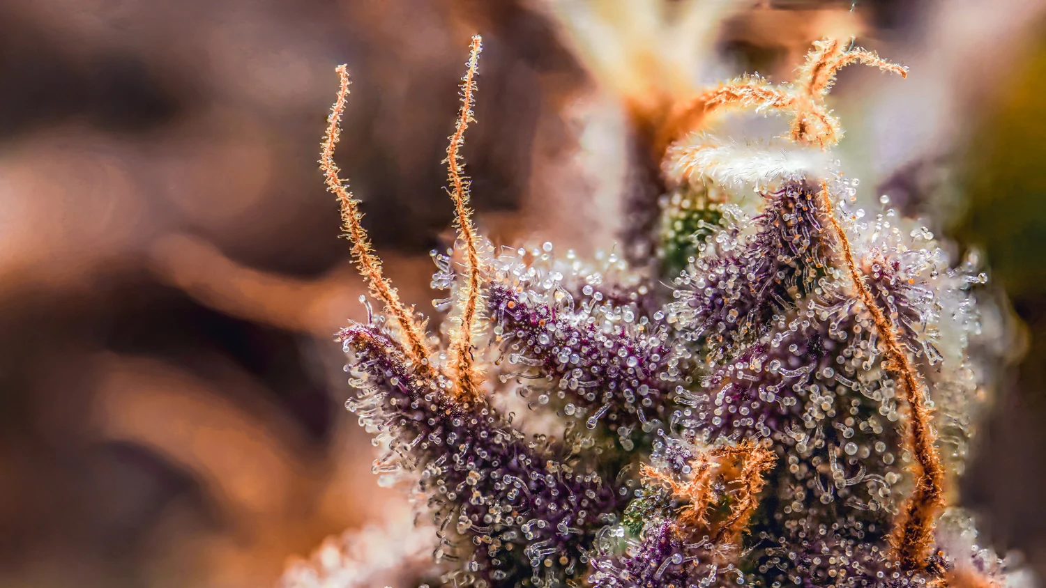 Canna-Cheese 1:1 - Image 3