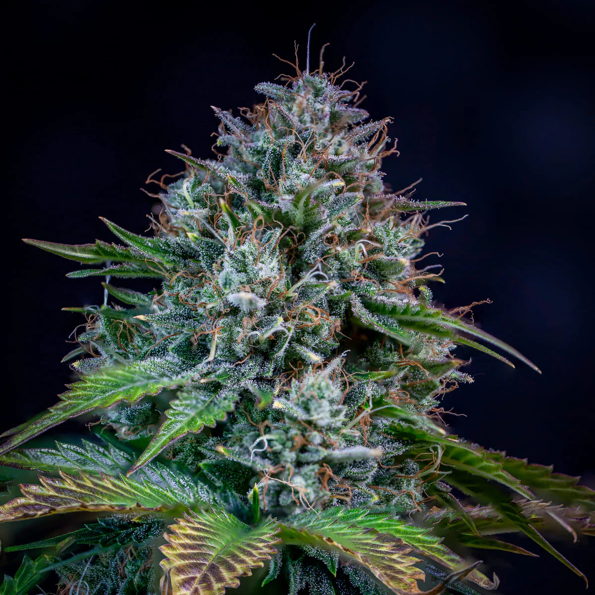 Creme de la Chem - Image 3